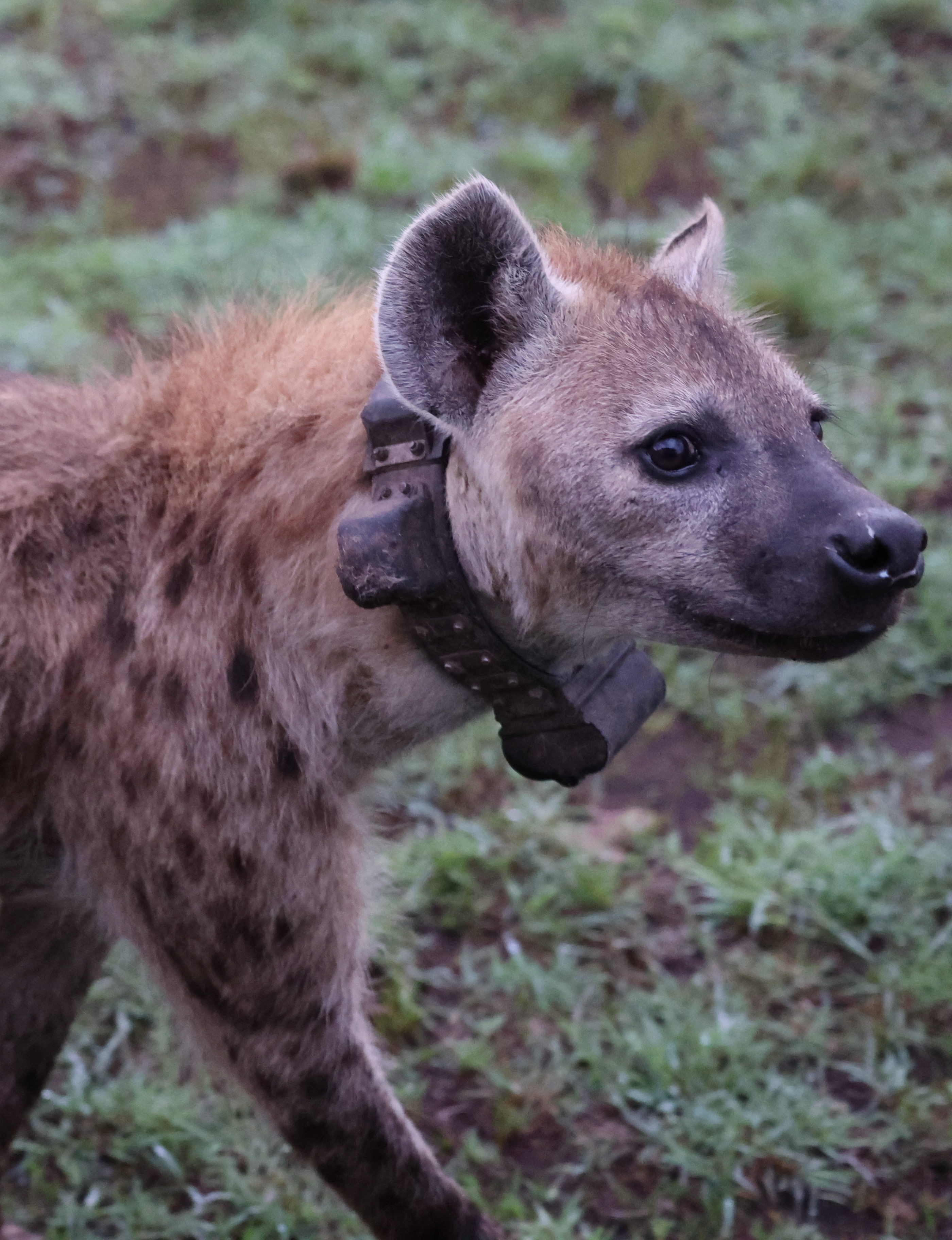 A hyena looking up at the camera wearing a collar.