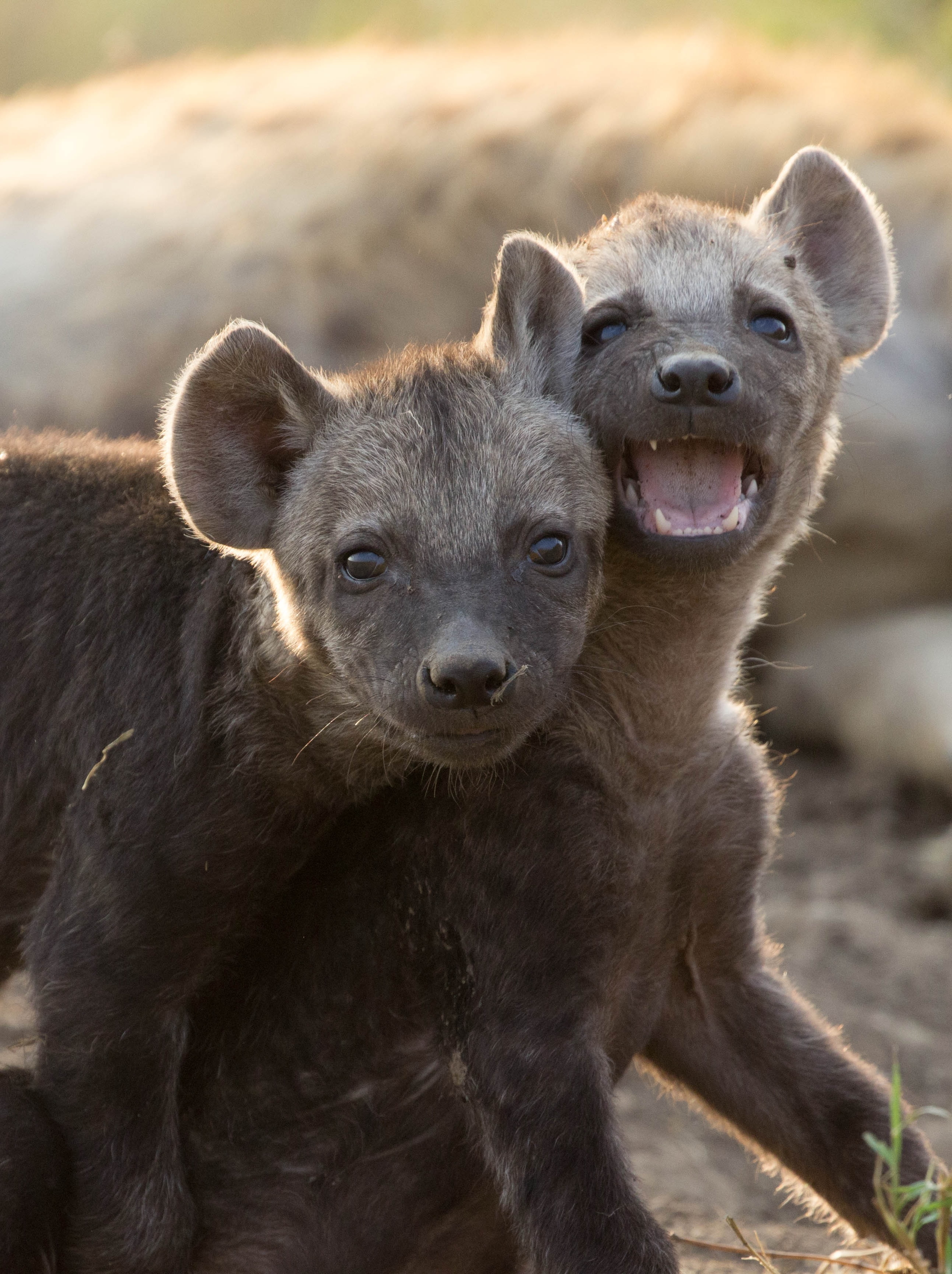 Two hyena cubs playing with each other.