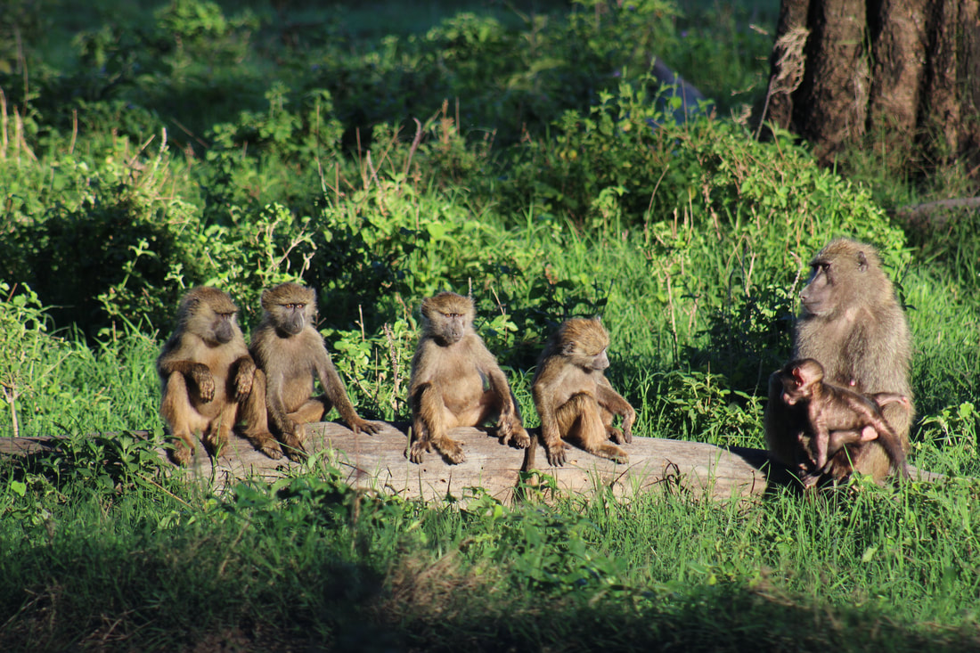 Baboons sunbathing