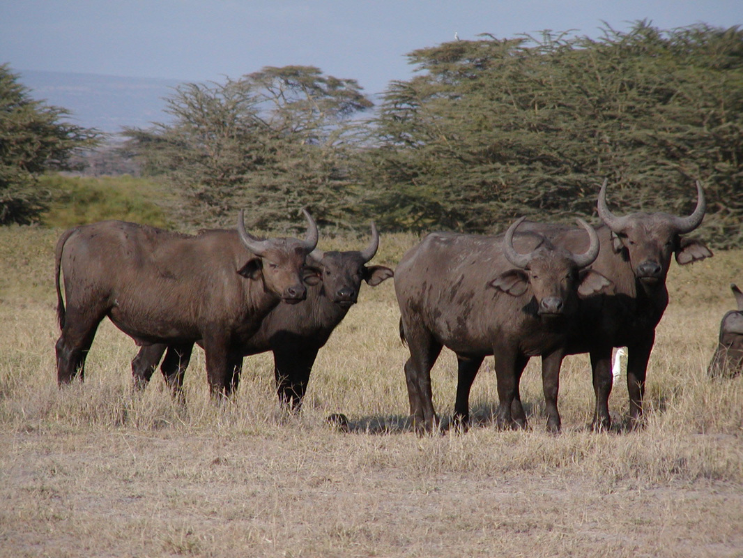 Cape buffalo herd