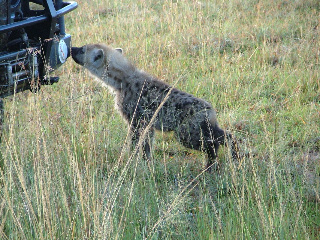 Hyena cub near vehicle