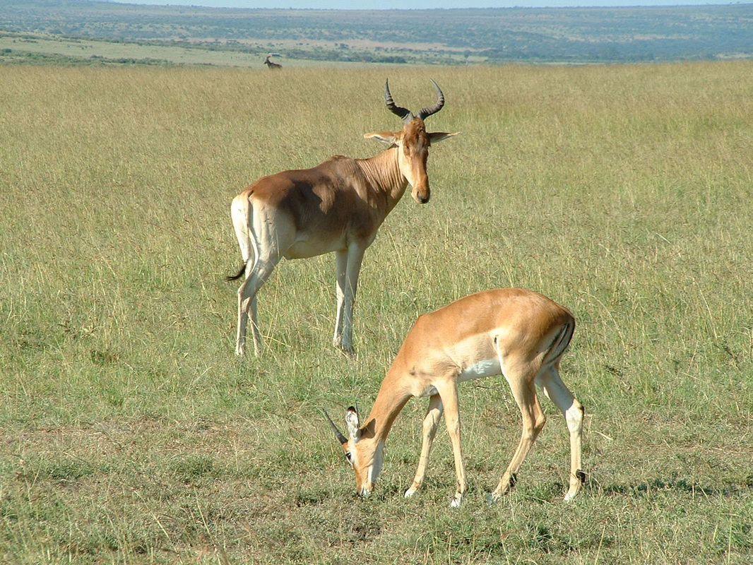 Two hartebeest