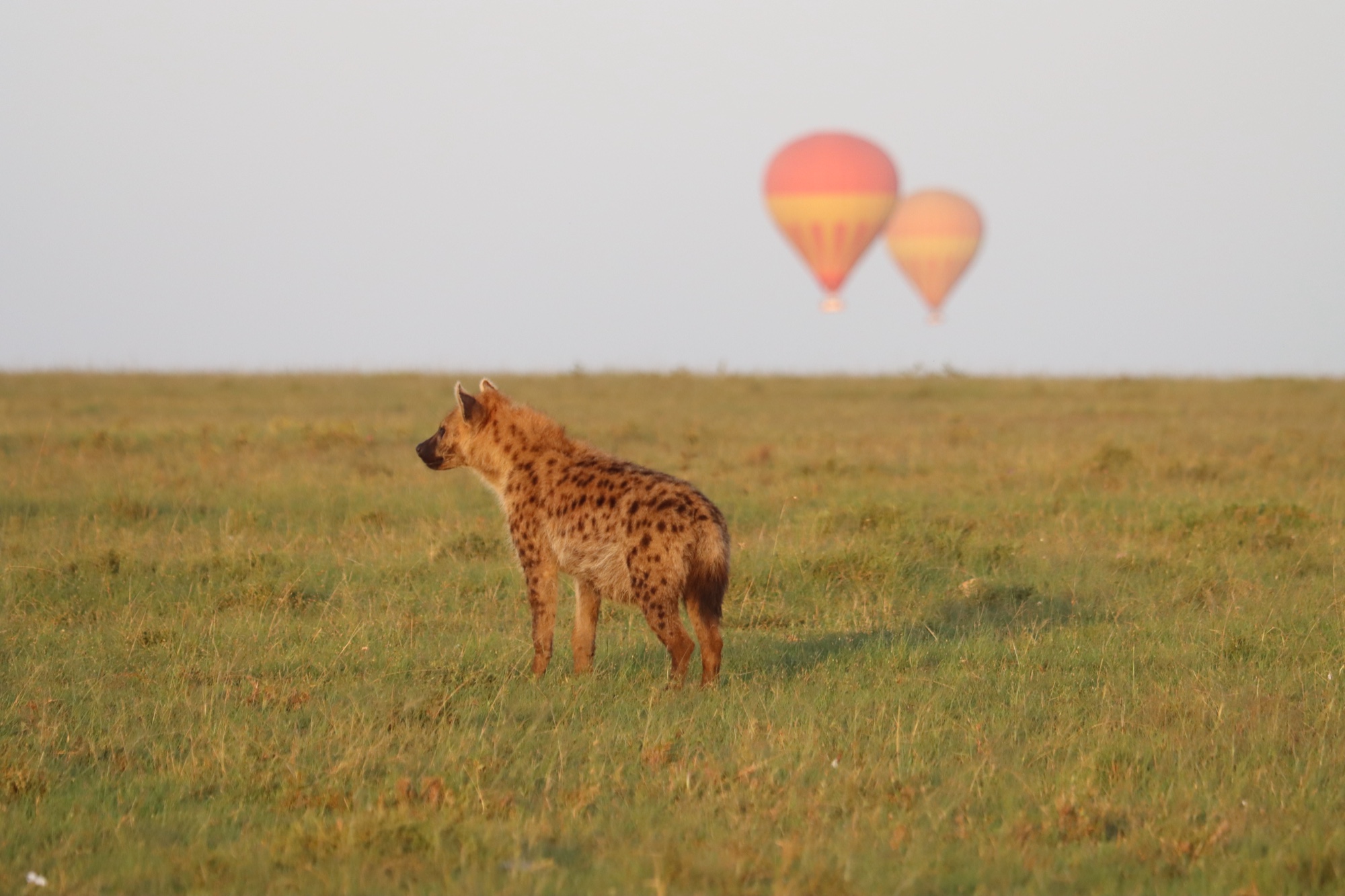 Hyena with hot air balloons