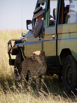 Instructor observing cheetahs with students