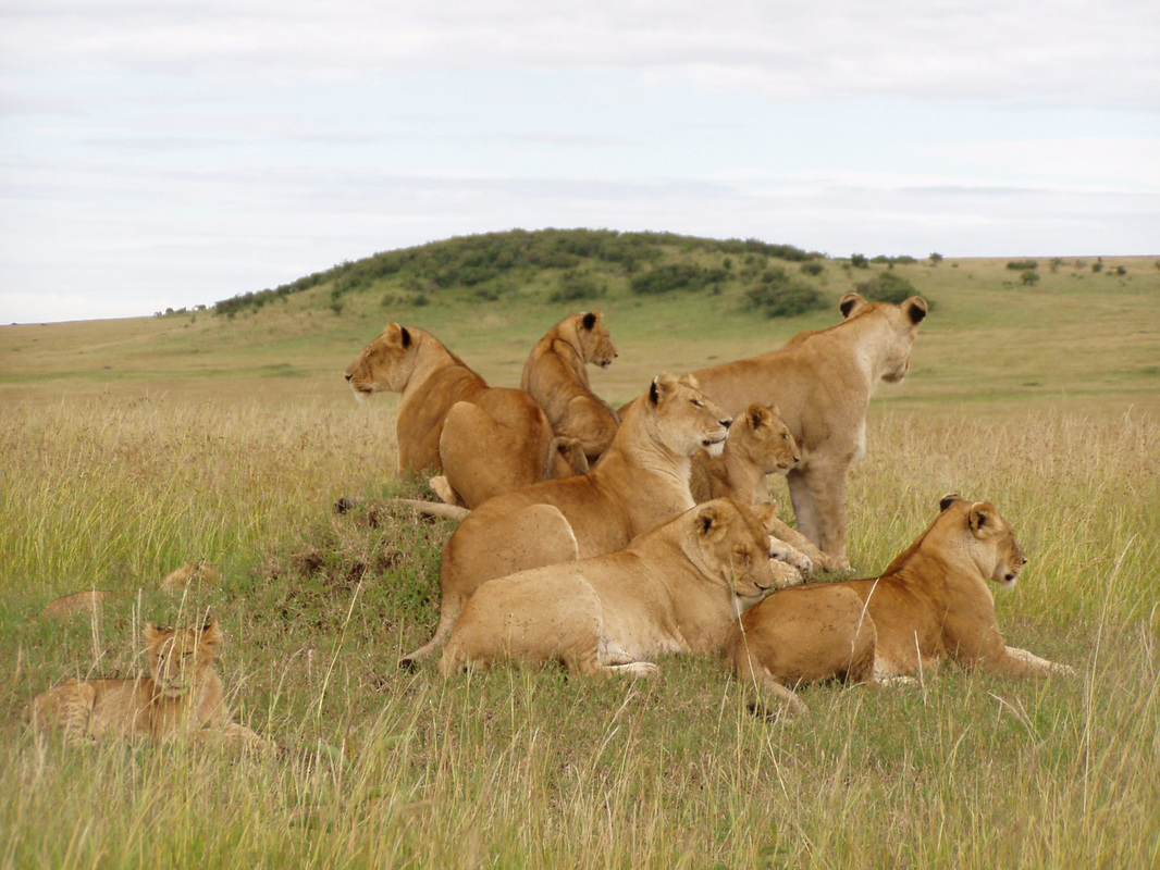 Lion pride