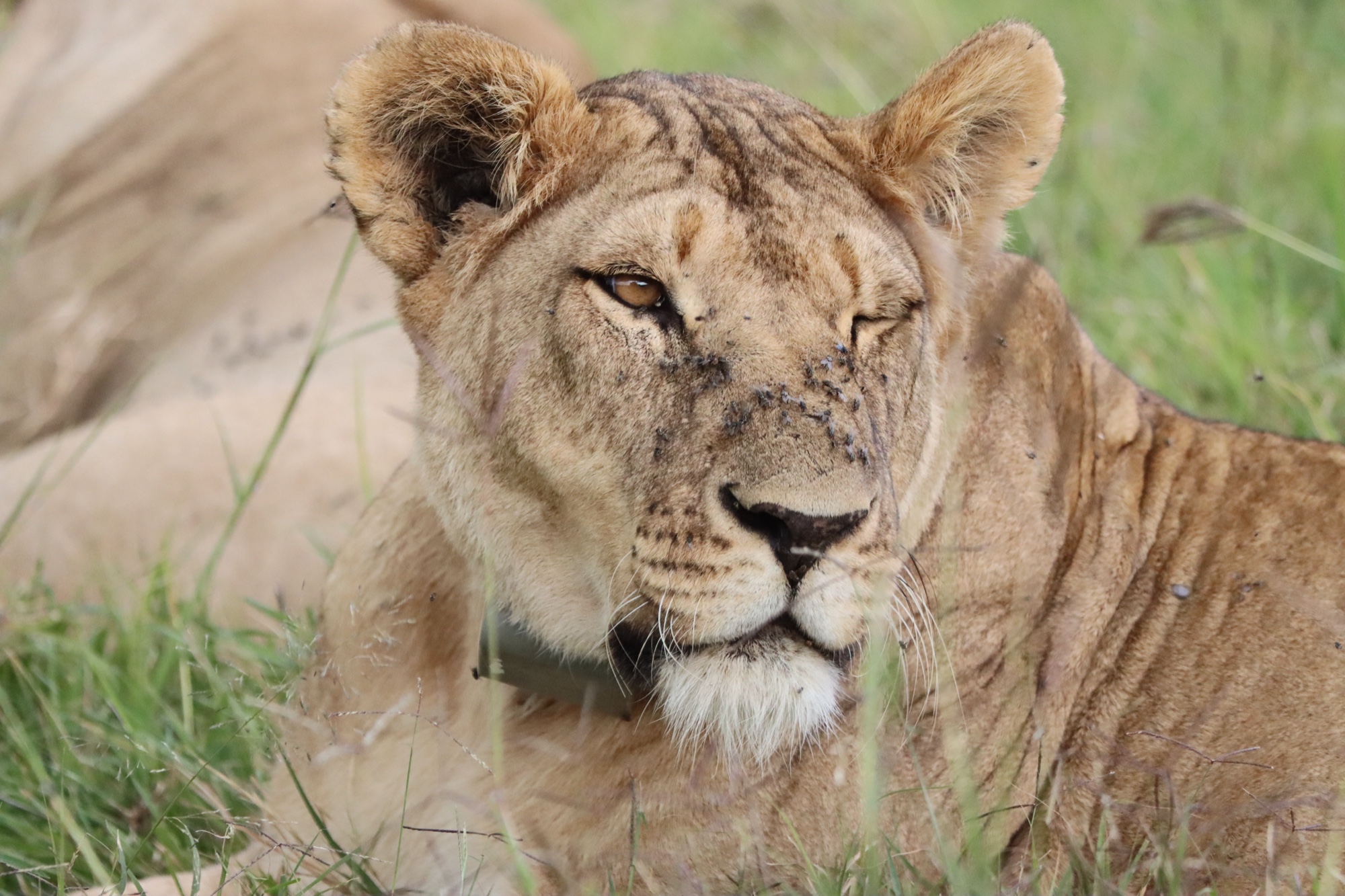 Lionness with a collar