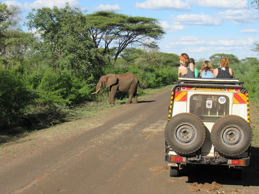 BEAM students observing elephants
