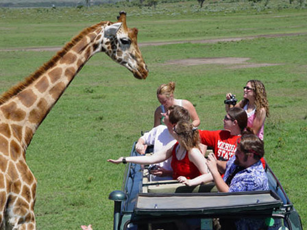 Students observing giraffes