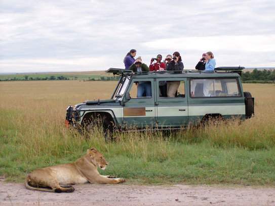 BEAM students observing a lion