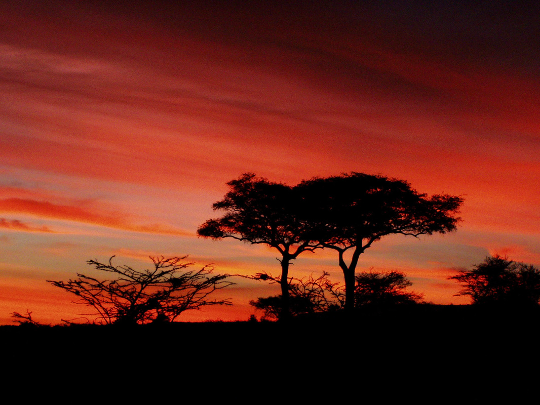 Sunset behind balanites trees