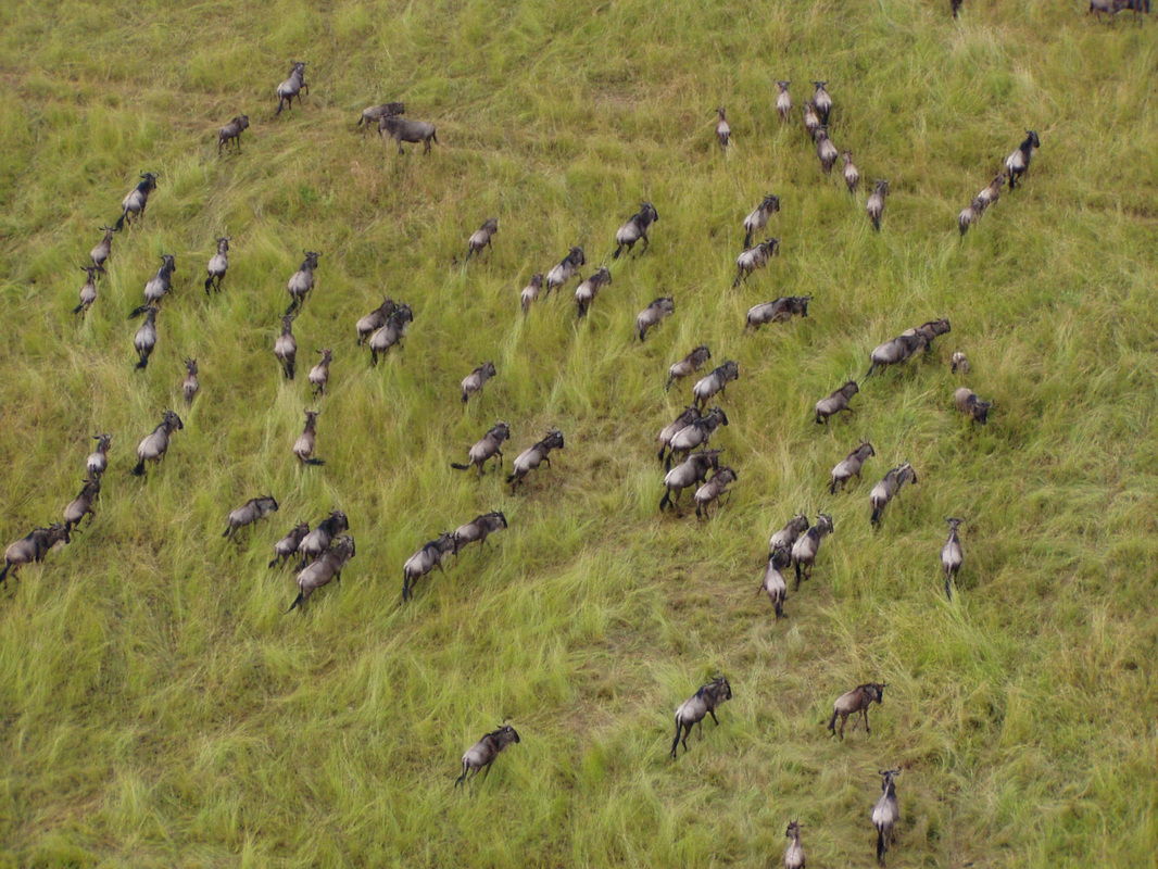Wildebeest migration from above