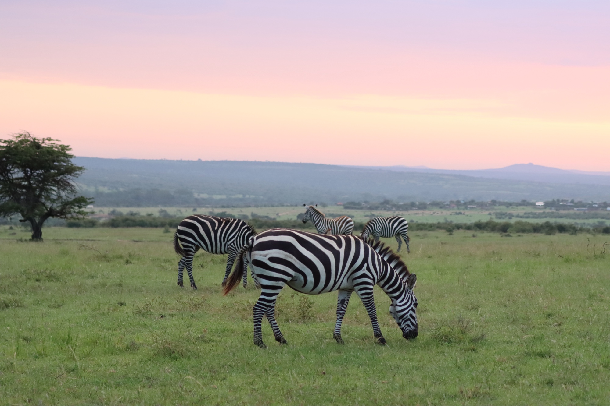 Zebra
