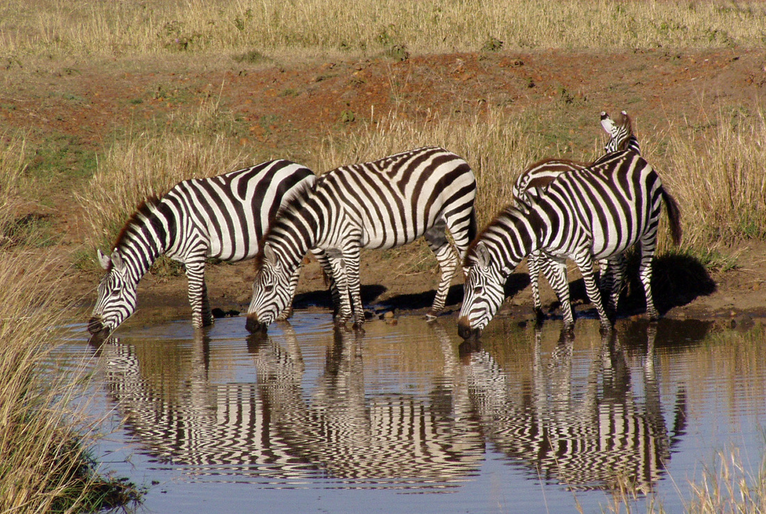 Zebras drinking water