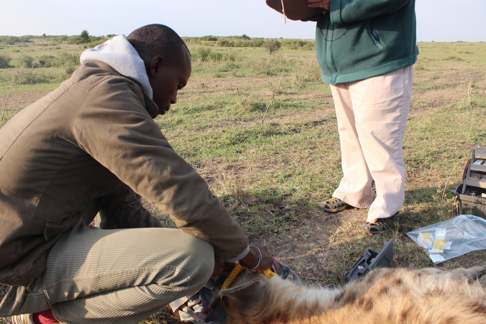 Student attachment participating in a hyena darting