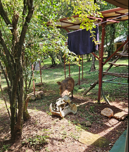 Warthog by the solar panels