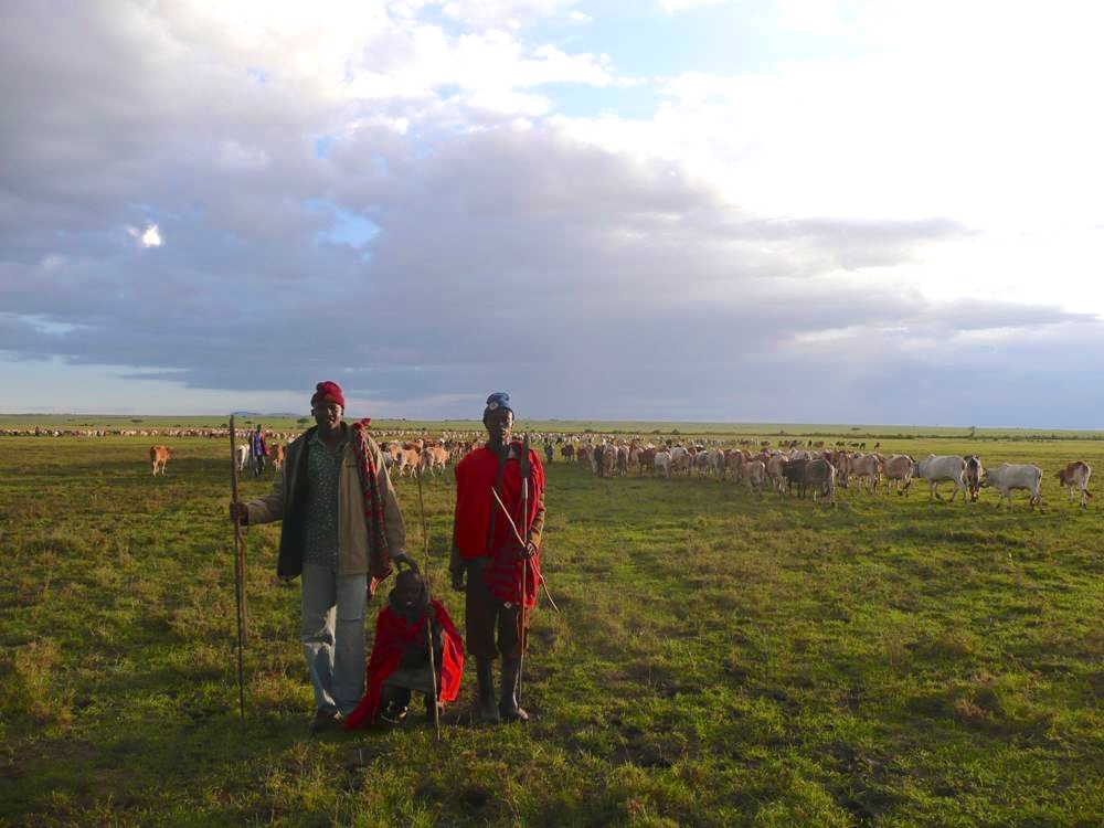 Cattle in a livestock enclosure in the Maasai Mara.