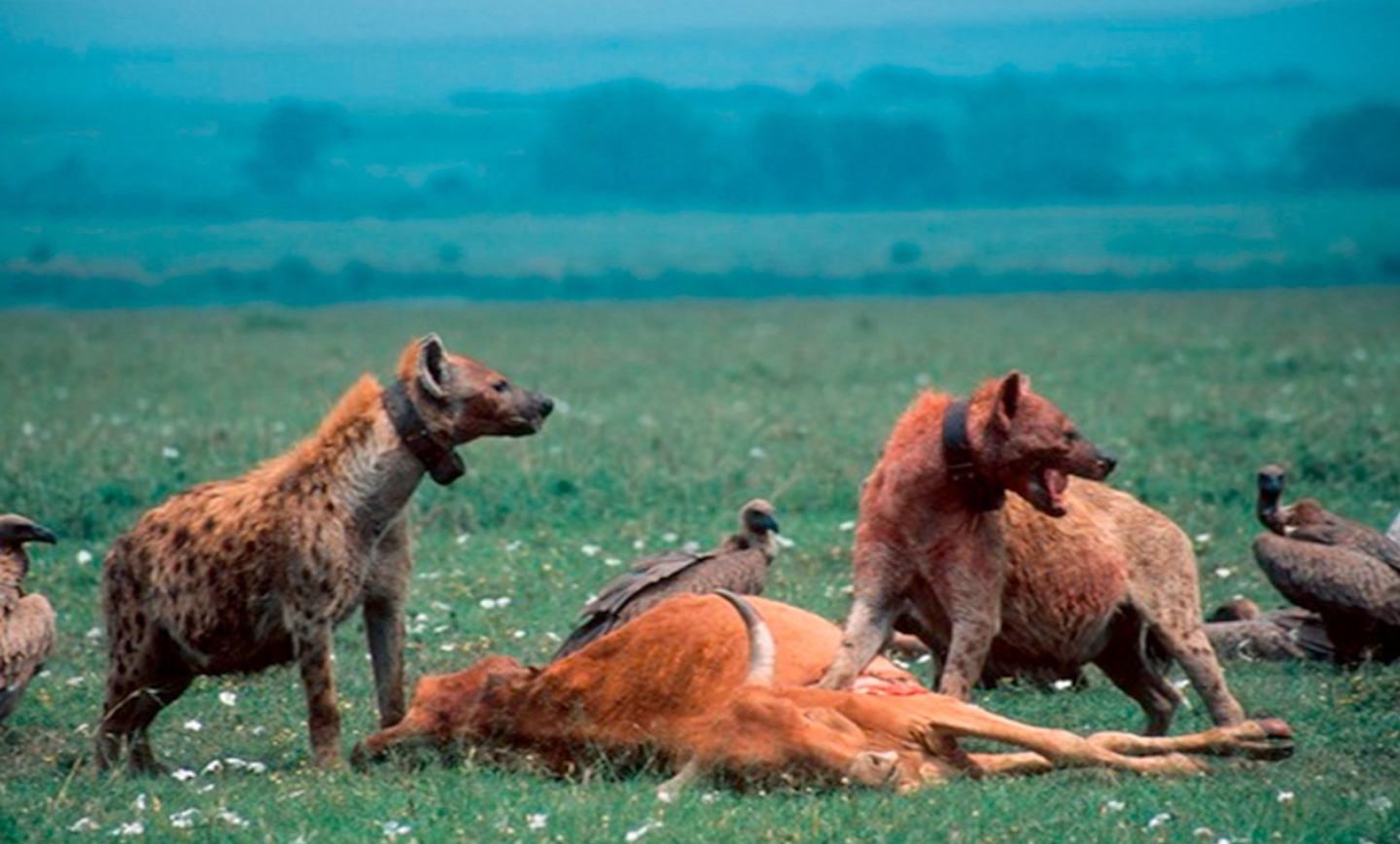 Hyenas feeding on a cow carcass