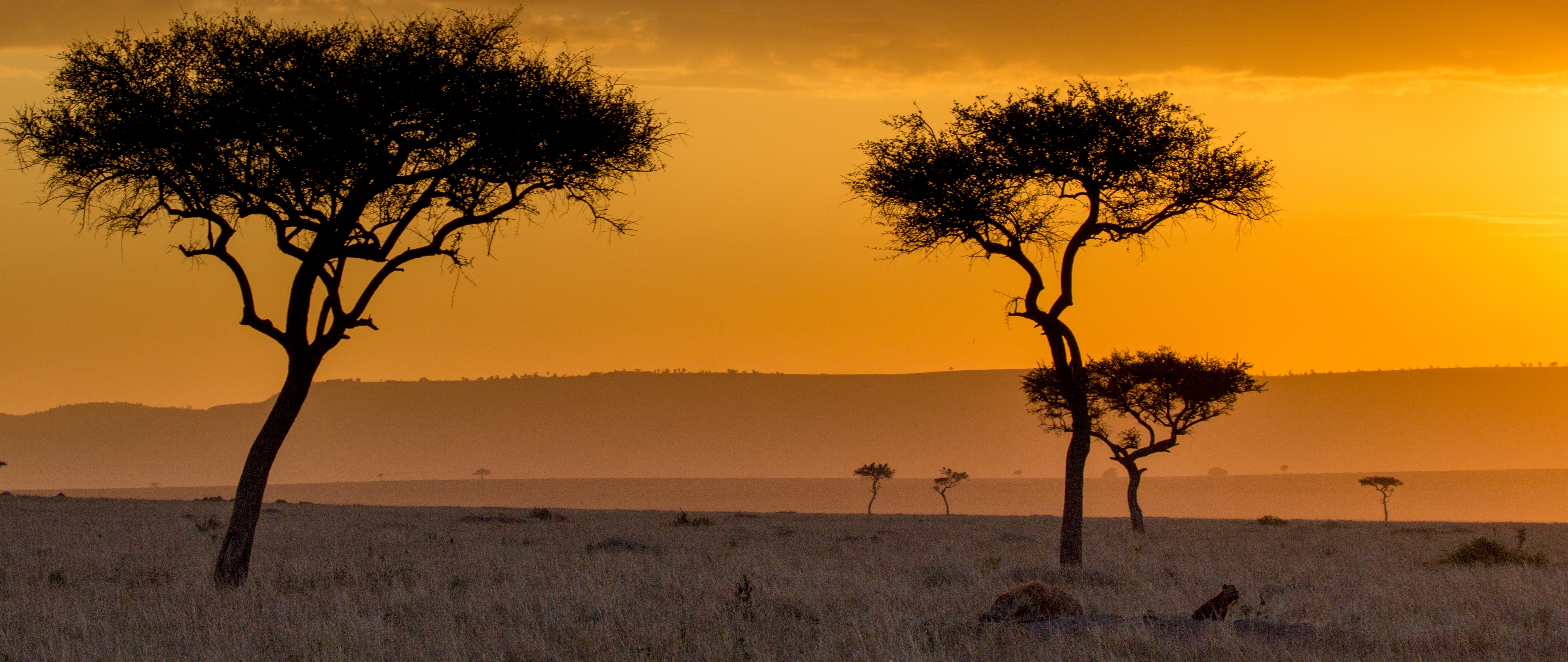 Hyena and cub at sunset in the Maasai Mara