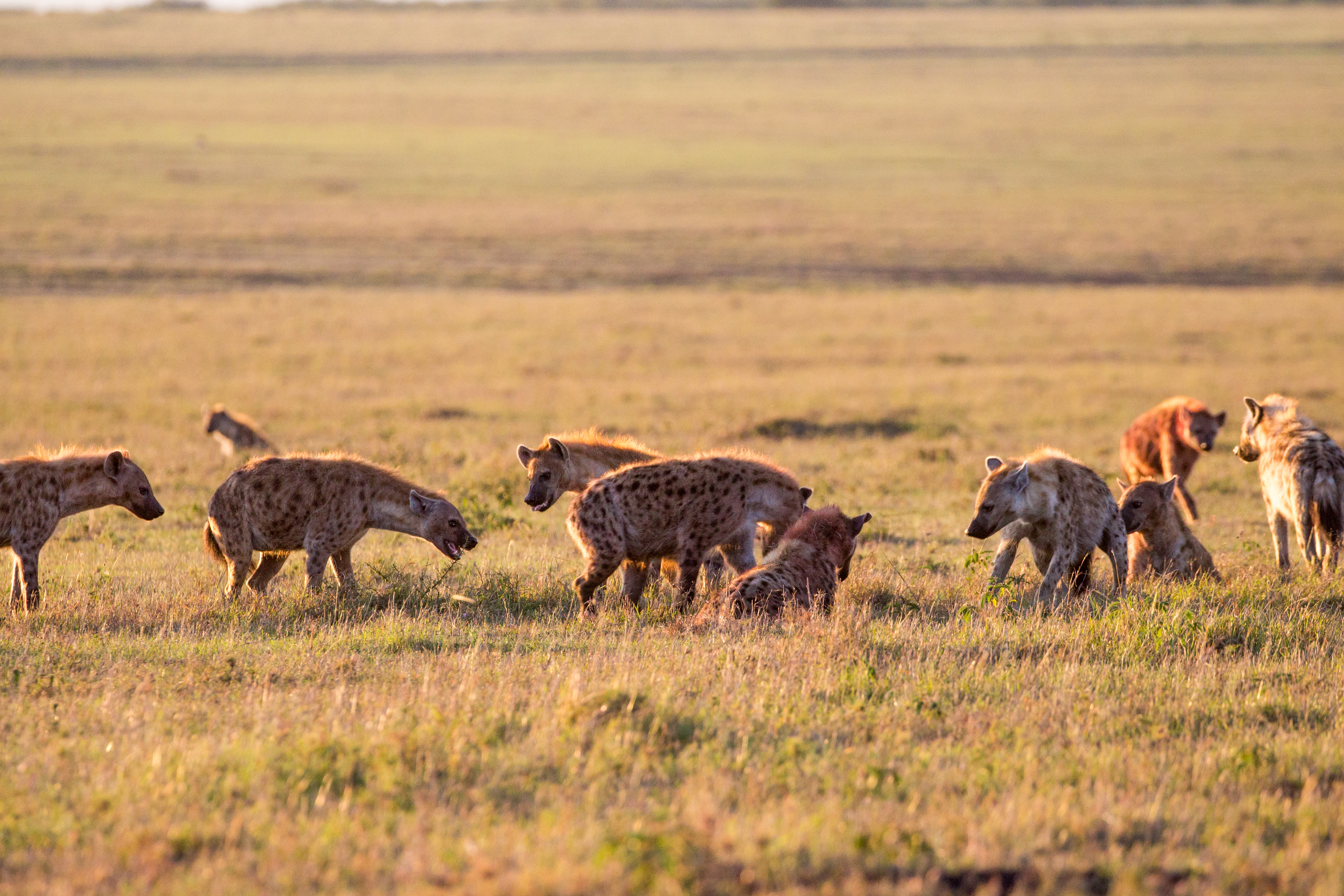 Spotted hyena in the Maasai Mara landscape