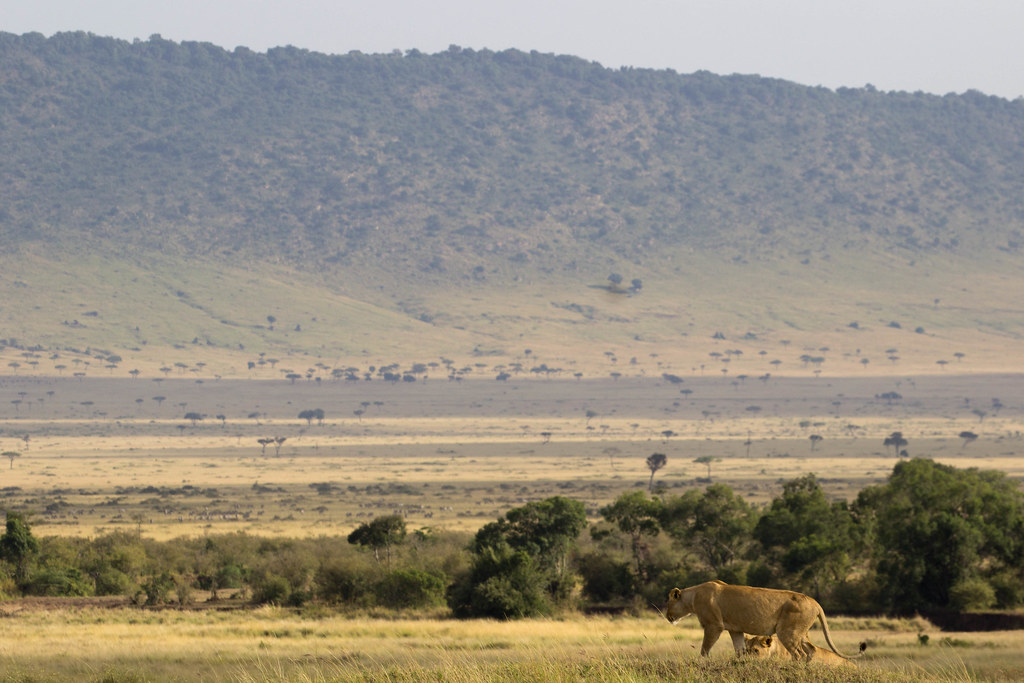 Hyena in the Mara-Serengeti landscape