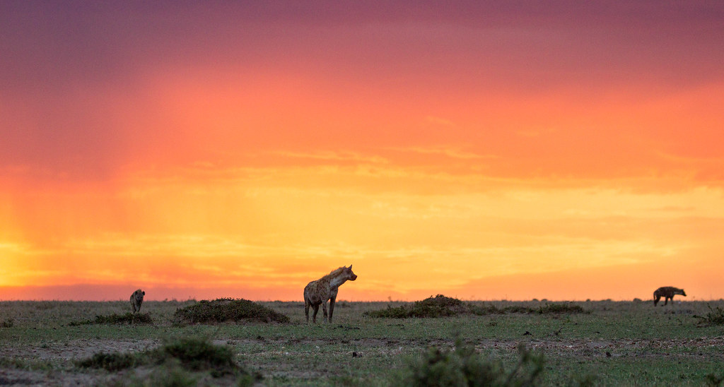 Spotted hyena clan in the Maasai Mara