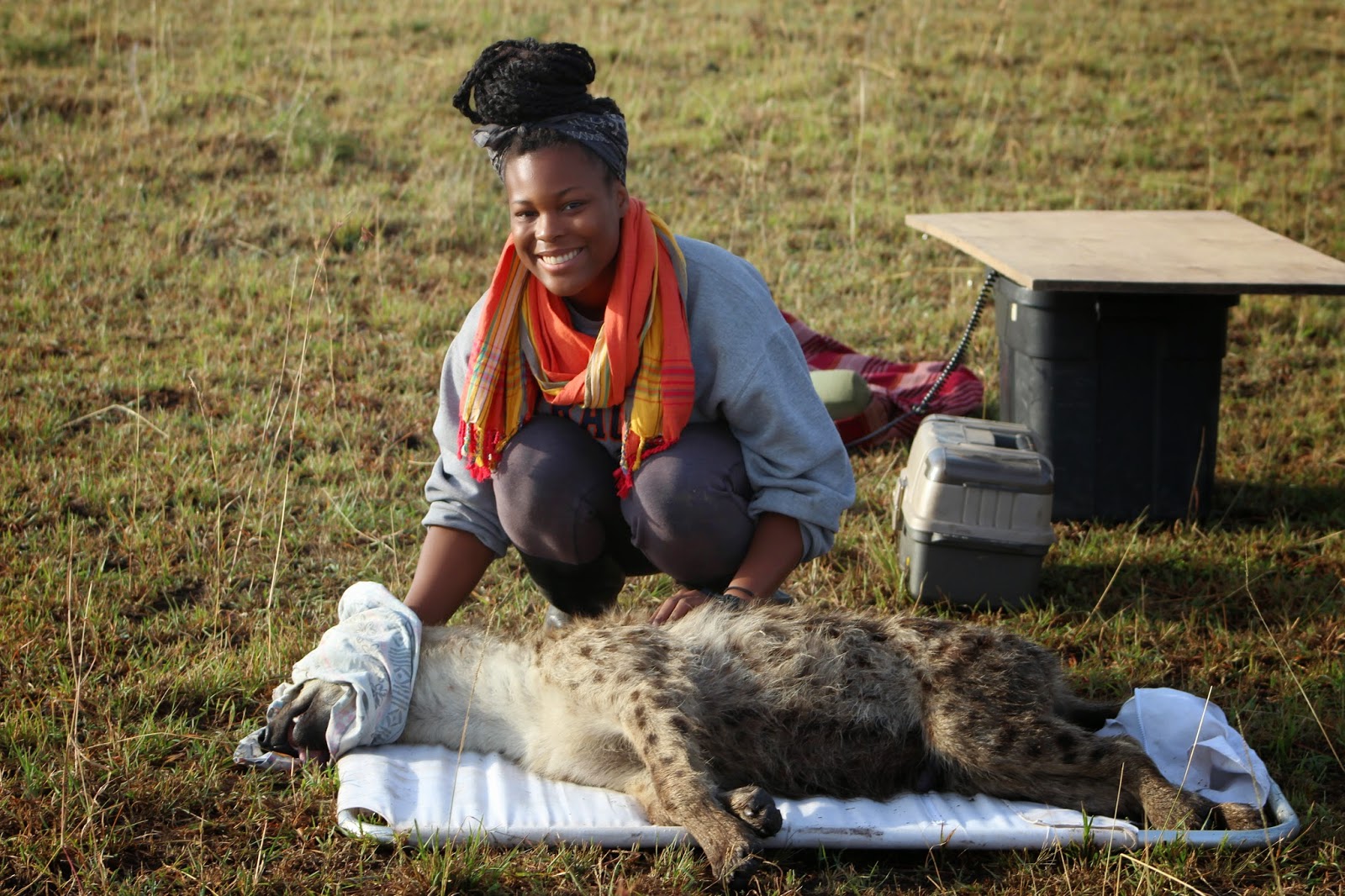 Spotted hyena research in the field