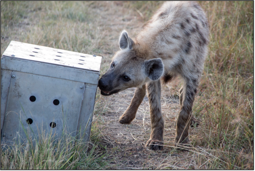 Hyena MOMO