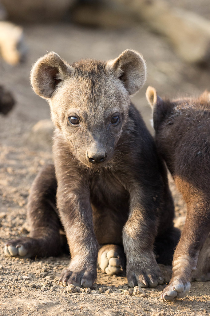 Hyena cub