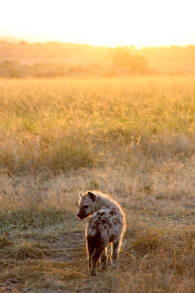 Hyena cub at sunrise