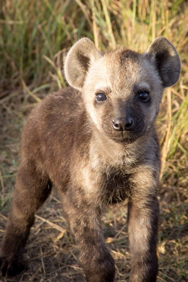 Hyena cub