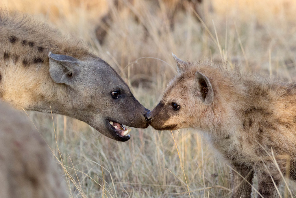 Dominant hyena cub