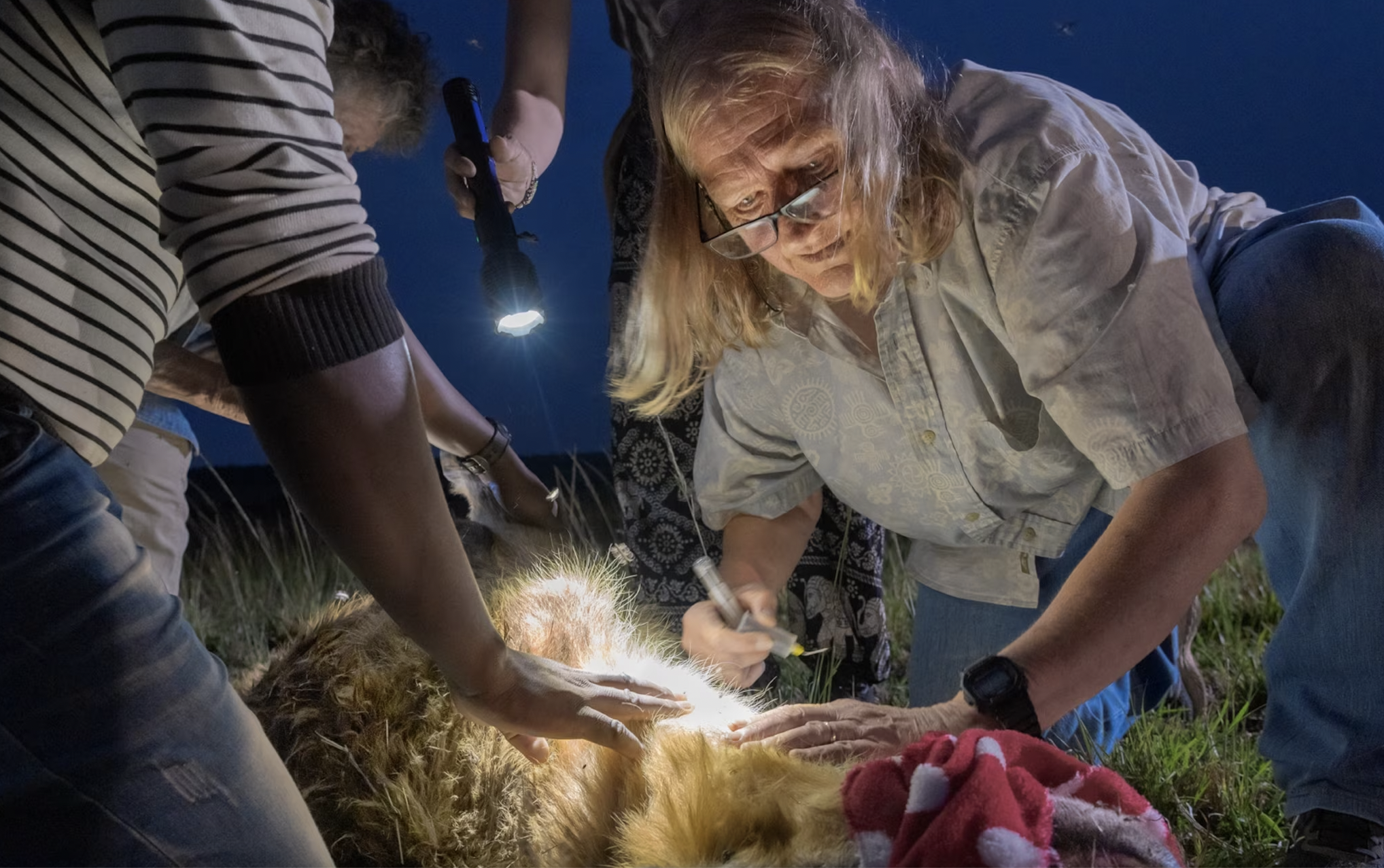 Kay Holekamp darting a hyena