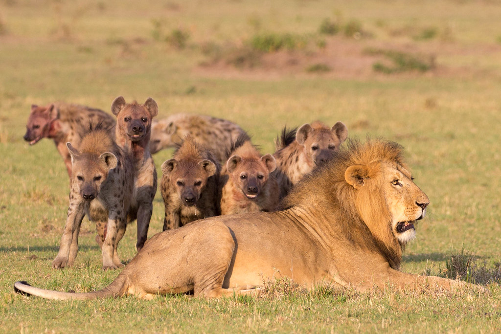 Lion and hyena