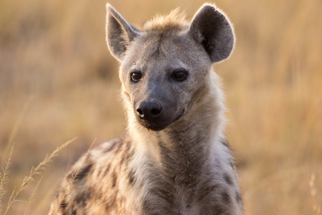 Hyena Rocket