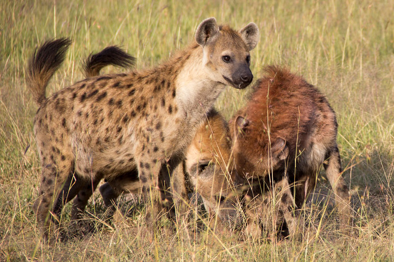 Hyena social network