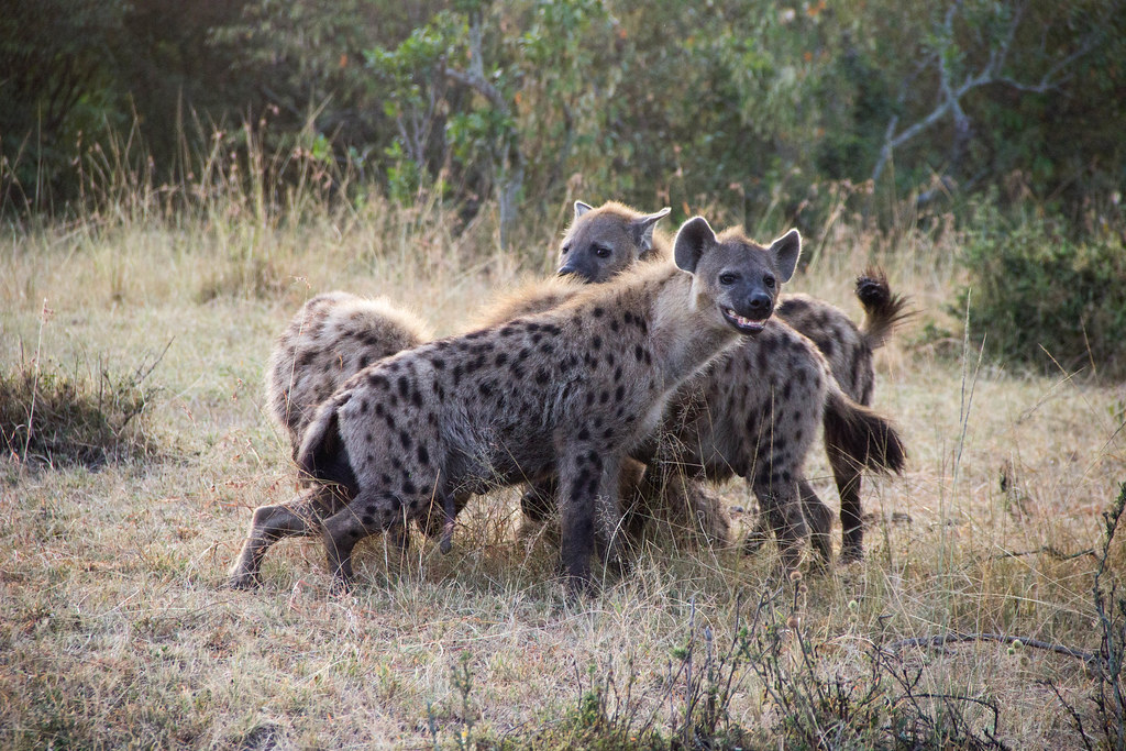 Hyena social interaction