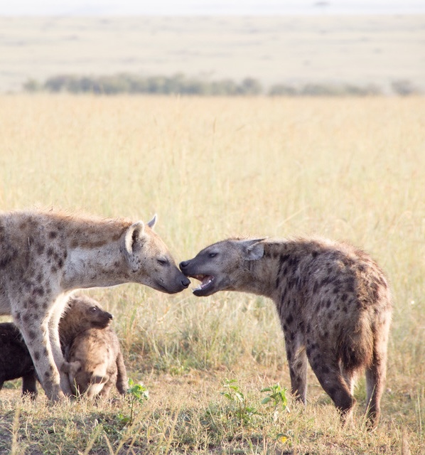 Hyena display