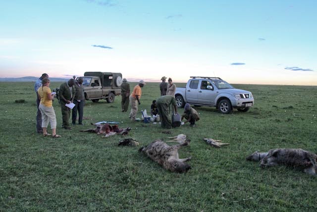 Aftermath of a mass hyena poisoning event