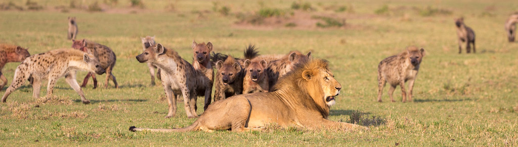 Fieldwork in the Maasai Mara