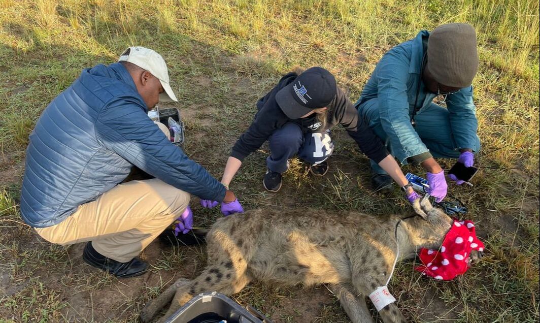 A collared hyena during a research immobilization