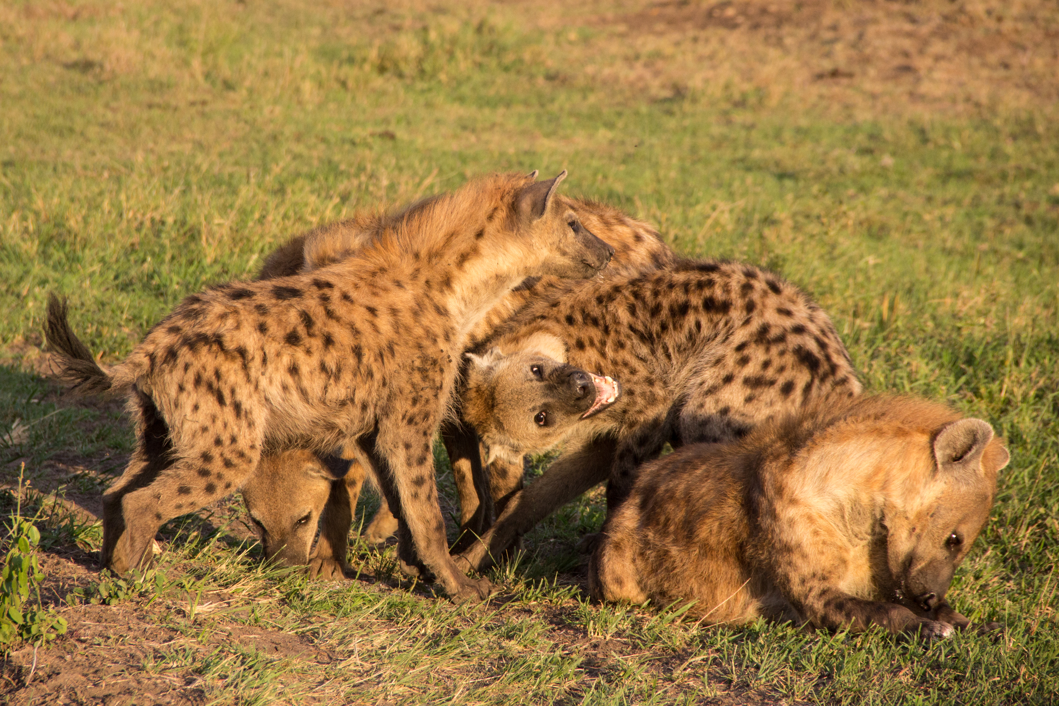 Researchers observing hyenas in the field