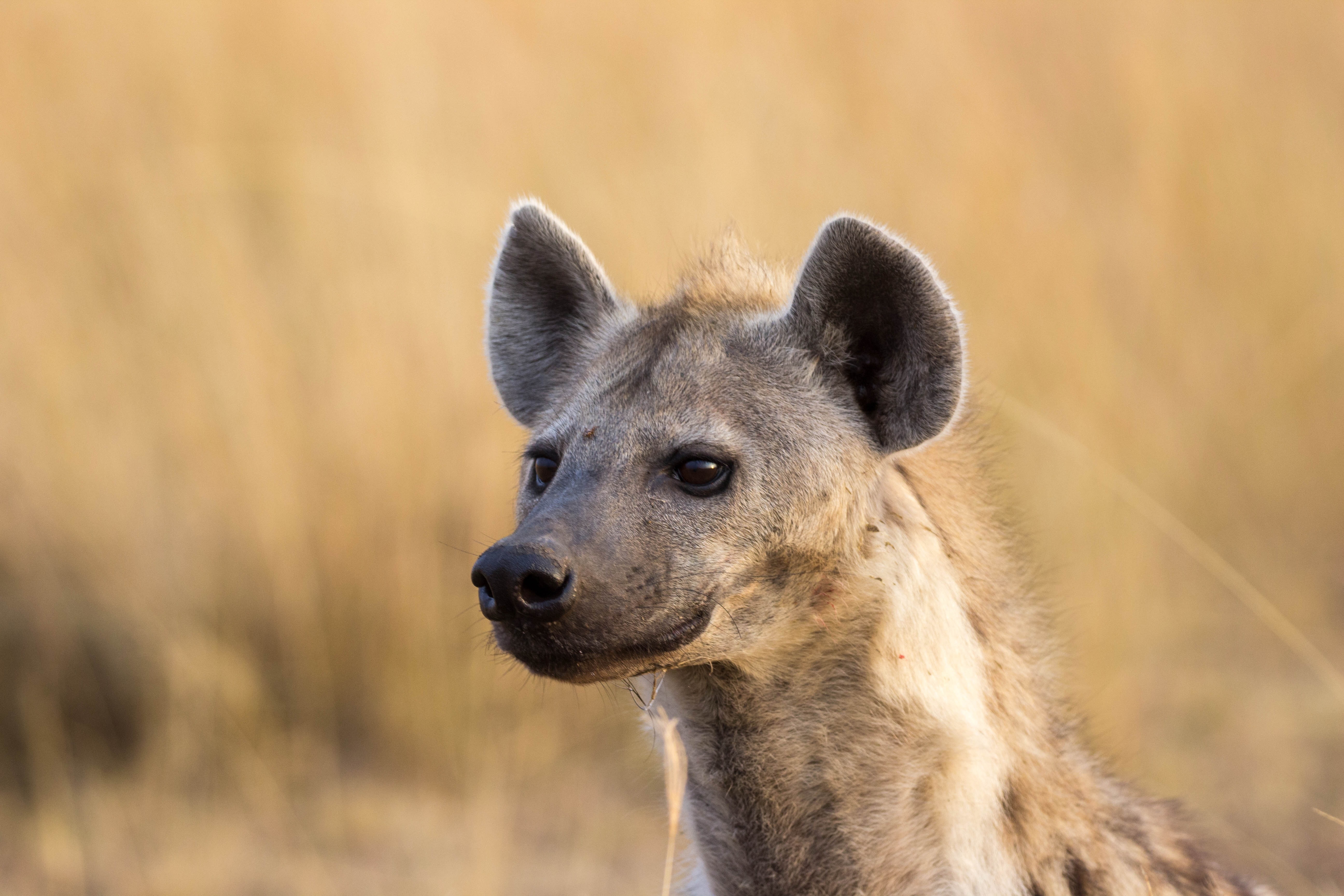 RCKT, an immigrant male hyena in Serena South Clan.