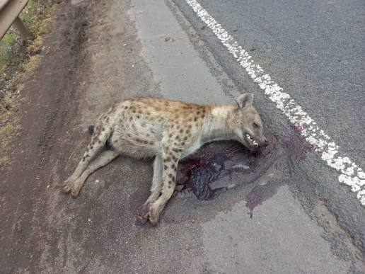 A dead hyena by the side of a road.