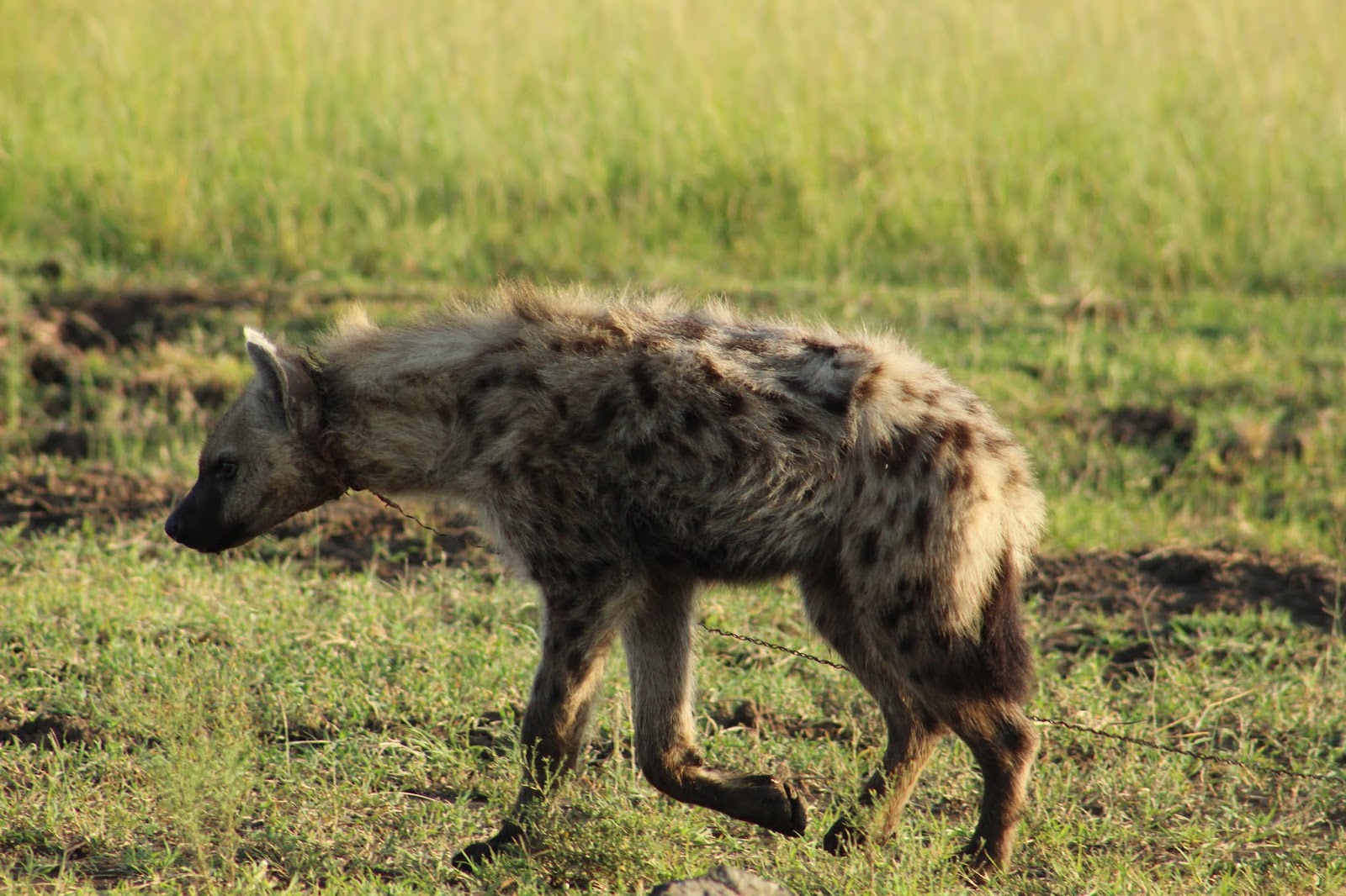 A subadult hyena with a snare around it's neck walking while a piece of snare drags behind him.